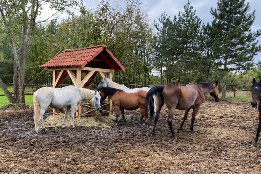 Skupina koní stojaca na poli pri drevenej búde na Ranči u Bobiho Nový Tekov.